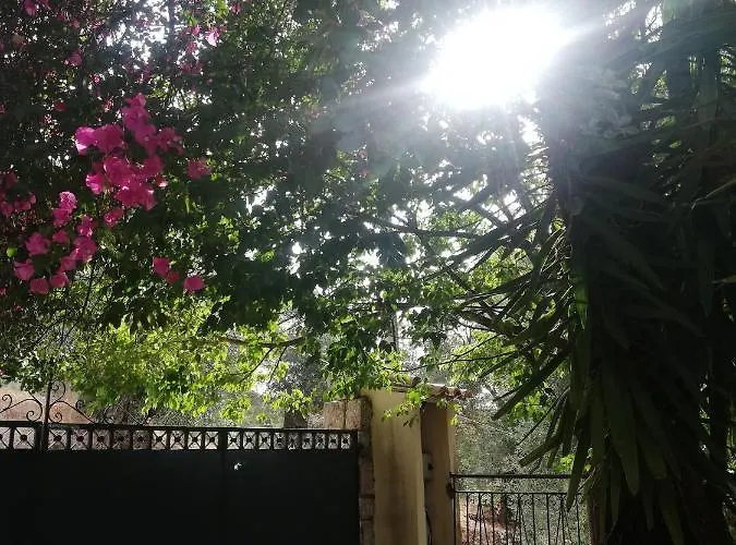 Olea