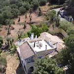 Olea *