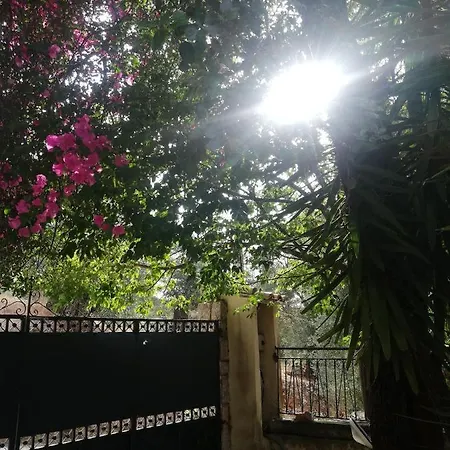 Olea