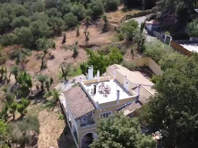 Olea *
