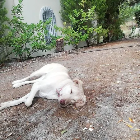 Olea Villa Agia Pelagia Chlomou